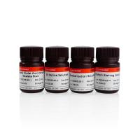 Gram Staining Kits